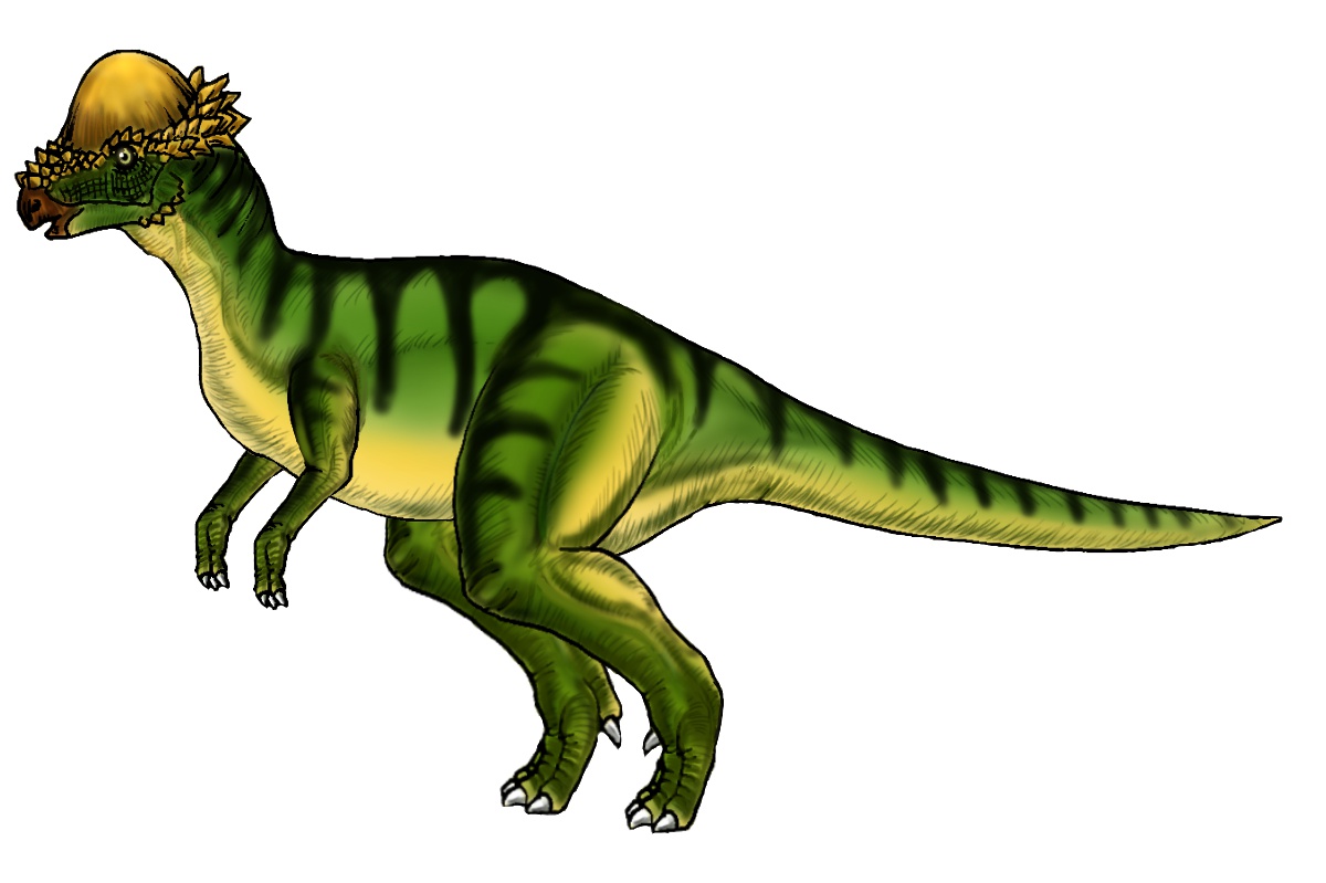 うるティ・パキケファロサウルスも早くもダウン｜パキケファロサウルスのイラスト